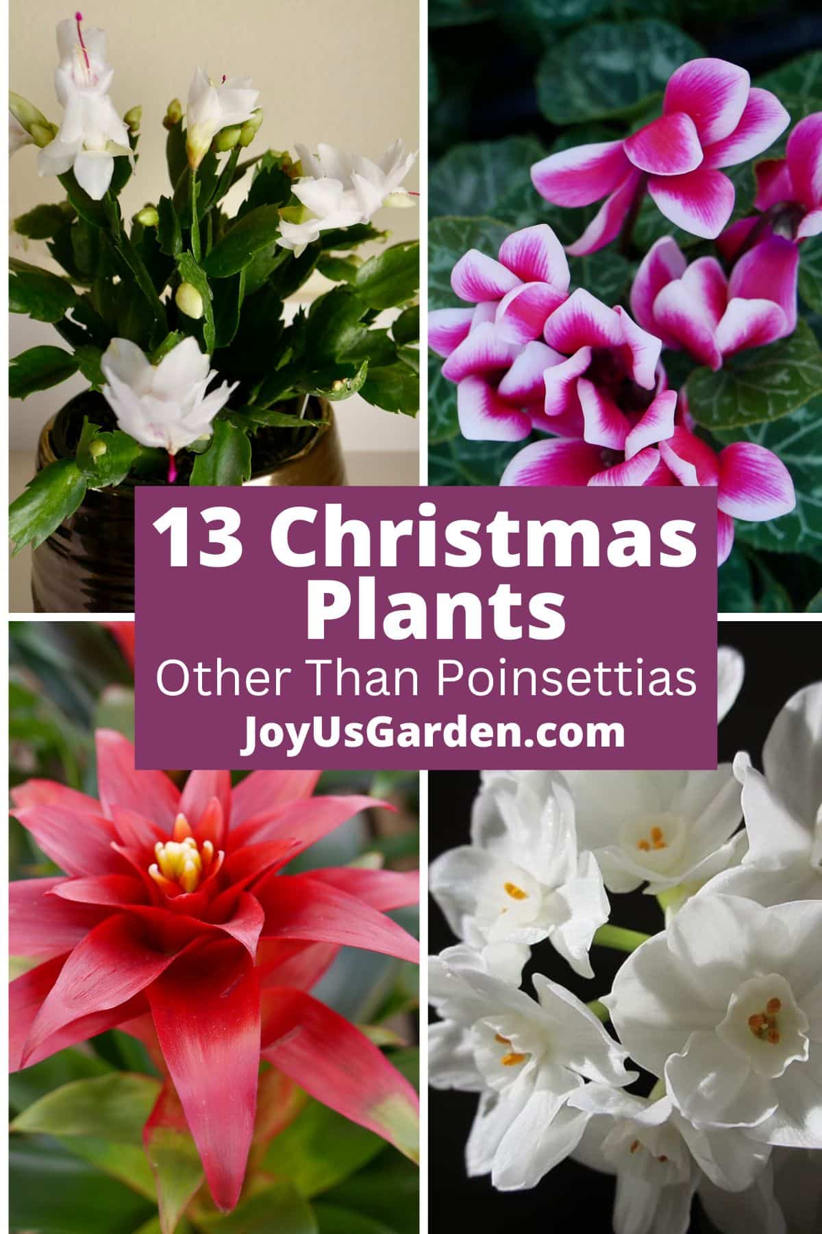 collage of 4 photos orchid, calandiva, cyclamen, and christmas cactus text reads 13 christmas plants other than poinsettias joyusgarden.com