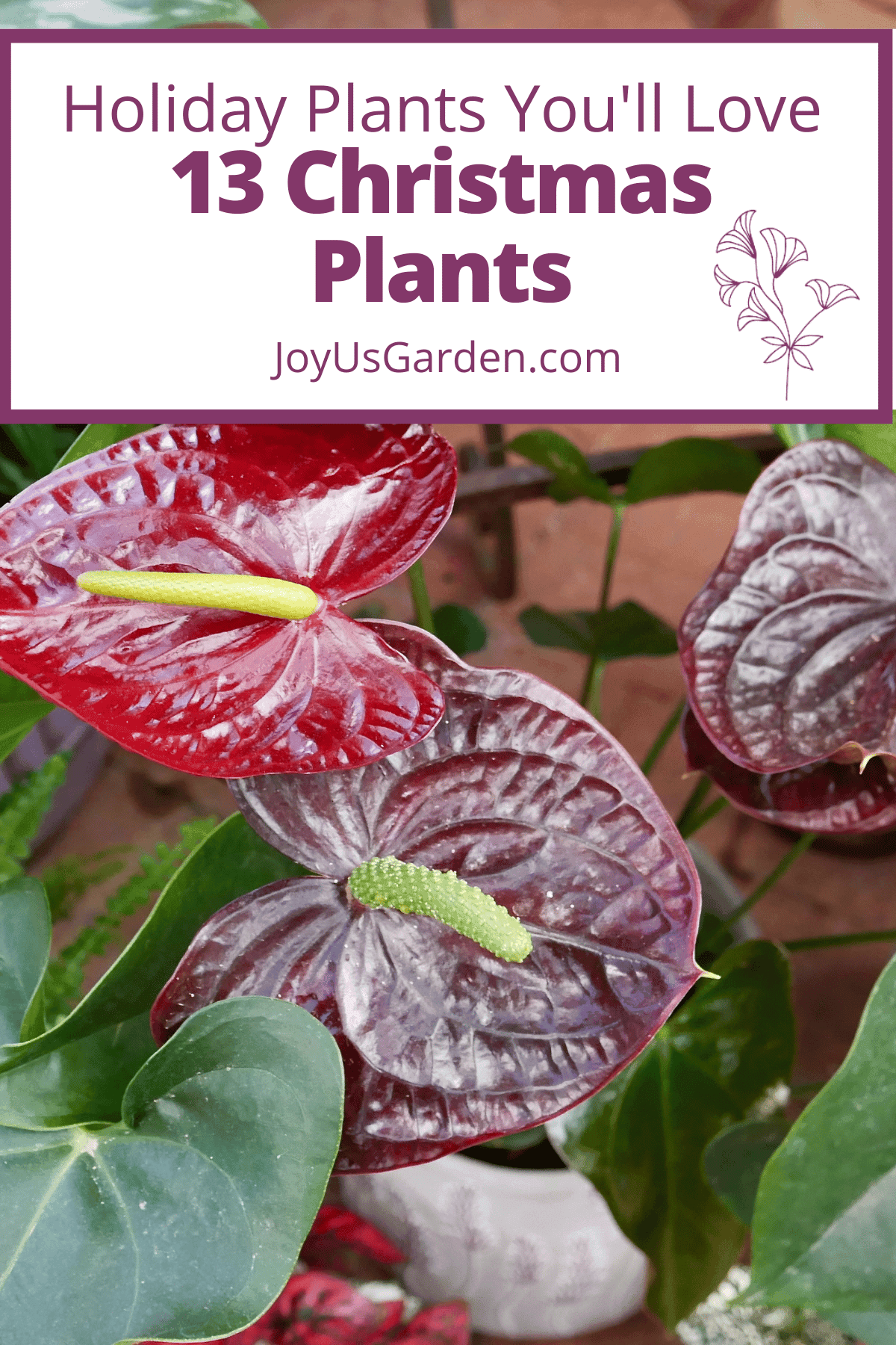 Christmas Plants and Flowers 13 Choices Other Than Poinsettias