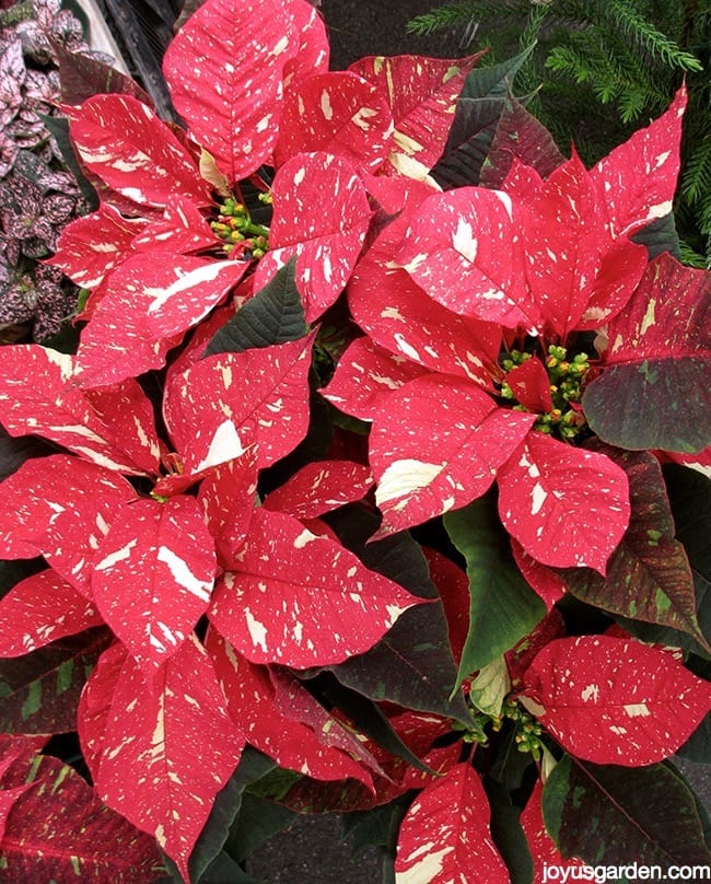 close up van een Jingle Bells Poinsettia plant met rood witte bloemen