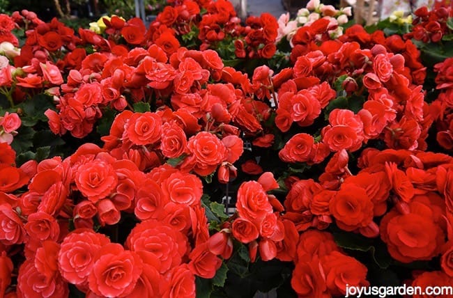 close up of bright red rieger begonia plants