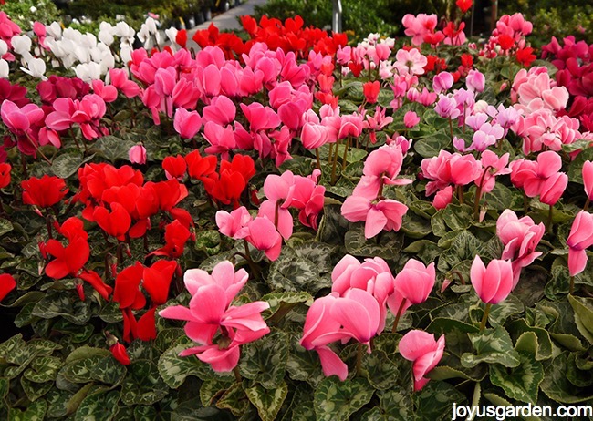 lots of pink, red & white cyclamens in a nursery
