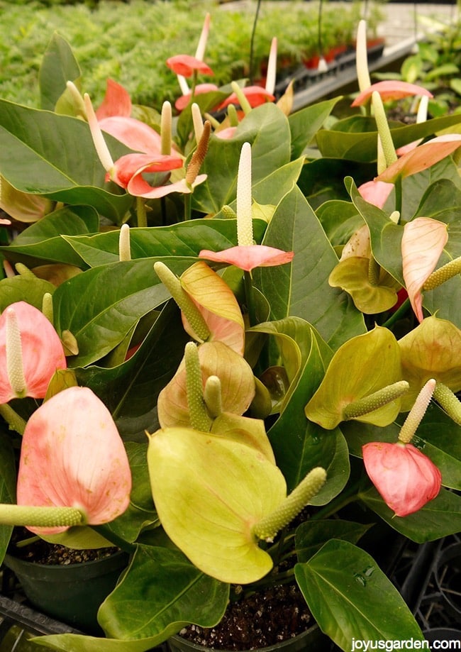 close up of anthurium plants with pink & green flowers