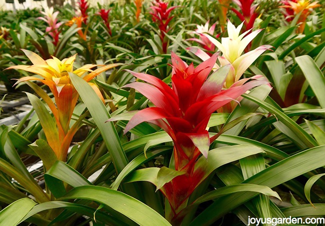 close up of guzmania bromeliads with red, pink & yellow flowers