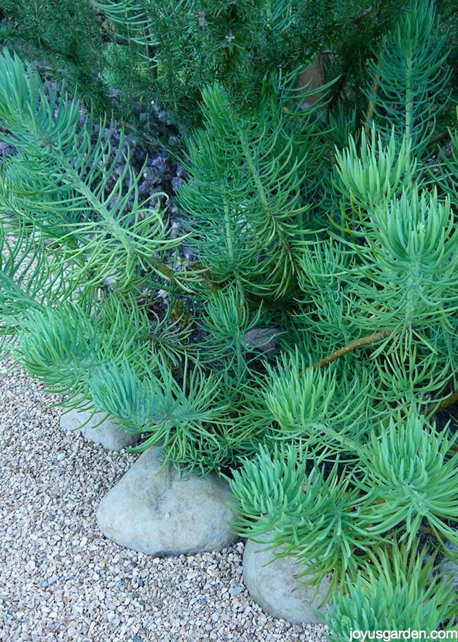 A Wacky & Rambling Succulent: Narrow-Leaf Chalksticks