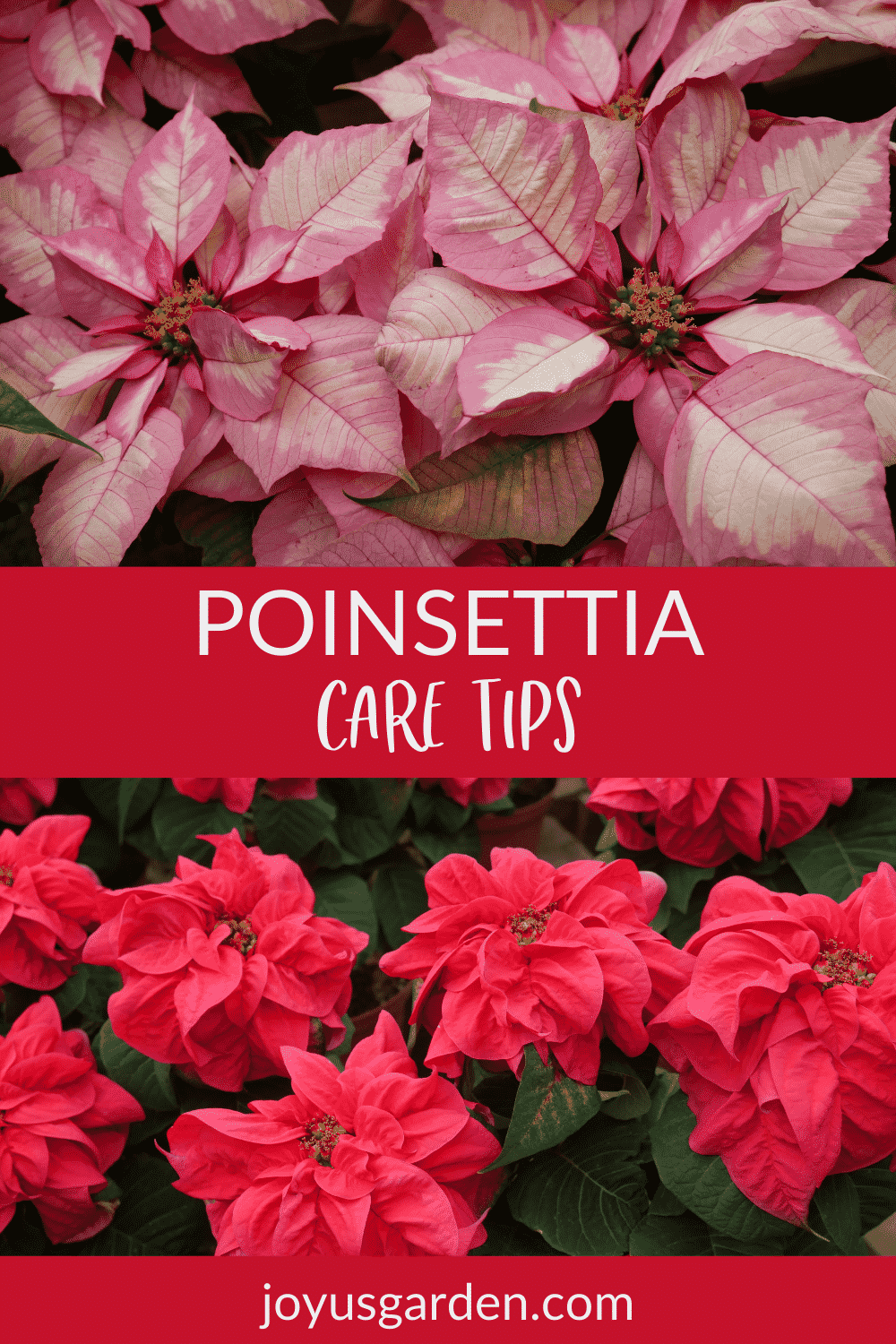 Poinsettia Plant Care: Tips To Keep Yours Looking Good