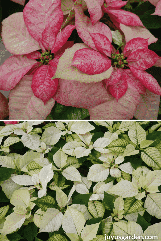  un collage con 2 fotos de flores de pascua las plantas de flores de pascua blancas sólidas de picasso rojas/rosas