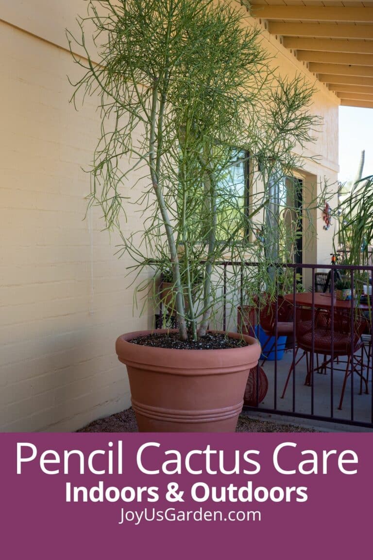 Pencil Cactus Care: How To Grow Euphorbia Tirucalli