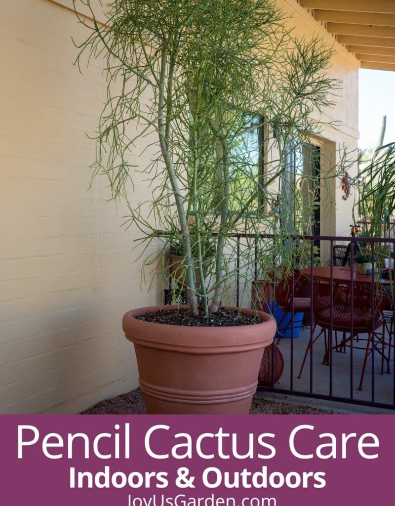 Pencil cactus growing outside in large pot text rates pencil cactus care indoors and outdoors joyousgarden.com.