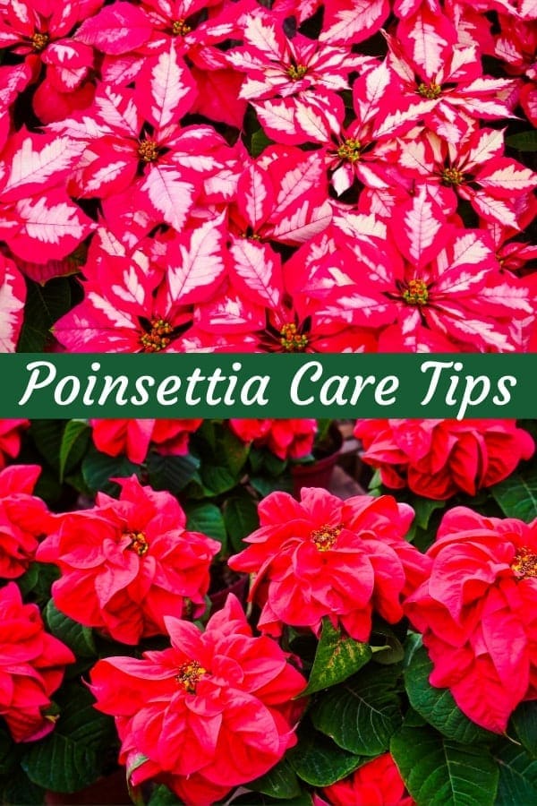 een collage met rood roze bonte kerststerren op de toppen christmas rose red poinsettia 's op de bodem de tekst staat poinsettia care tips