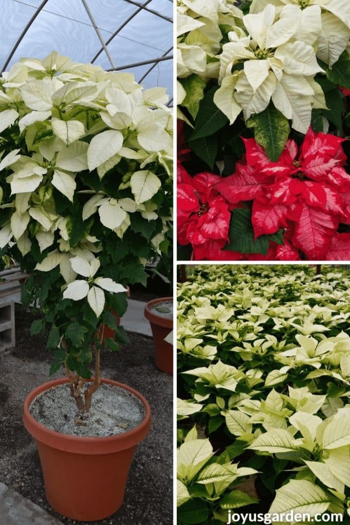 a collage with 3 photos of a white tree poinsettia, red/pink variegated poinsettias, & many white poinsettias in a greenhouse