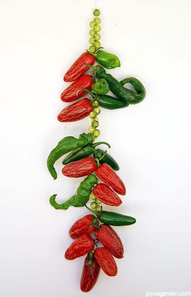 FOOD//KITCHEN SUNCATCHERS RED CHILI PEPPERS SUNCATCHER