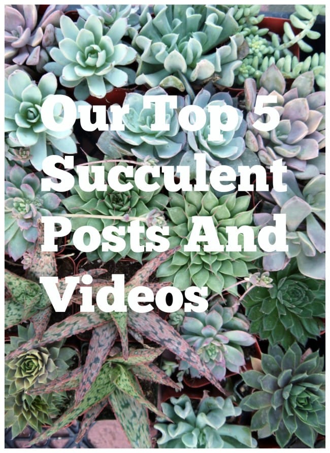 Our Top 5 Succulent Posts And Videos