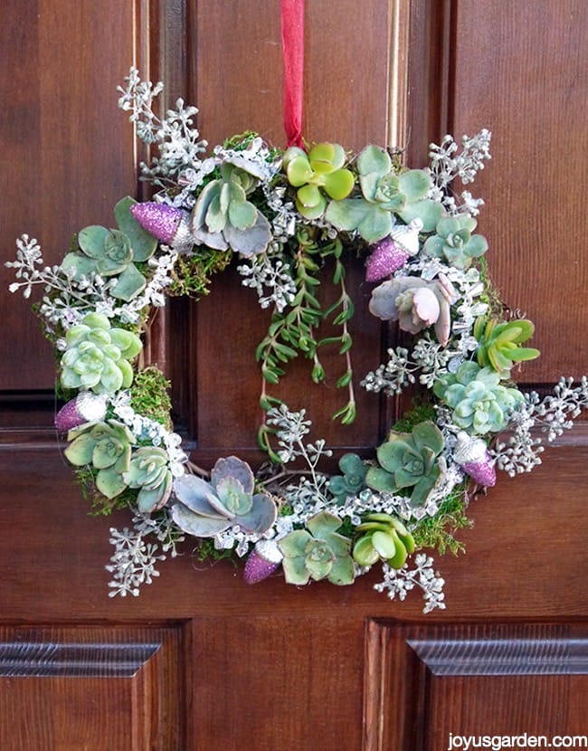 Gorgeous holiday wreath with succulents