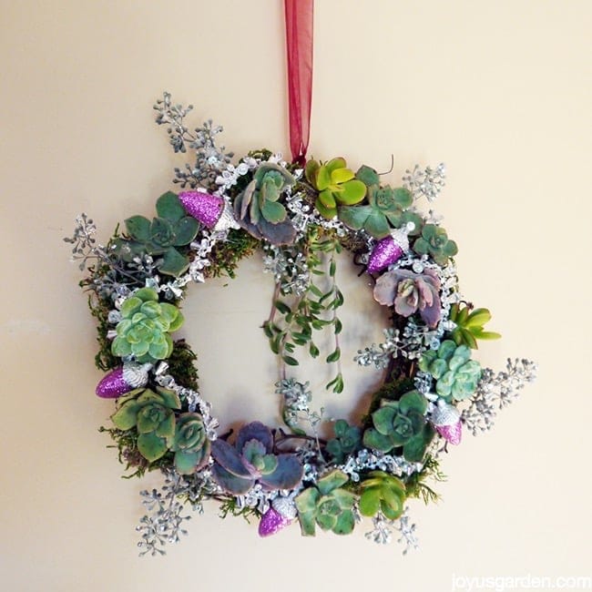 A Festive Succulent Wreath, And Merry Christmas!