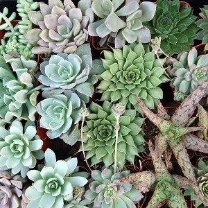 plant tail care sedum burro categories books morganianum joyusgarden propagate tips