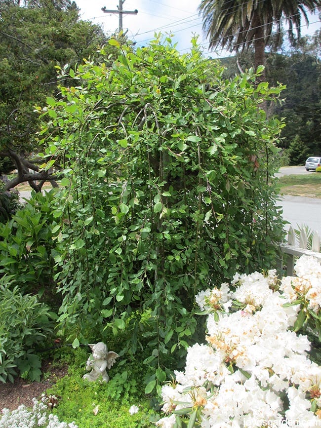 A very full & green weeping pussy willow tree grows in a garden next to plants with white flowers.