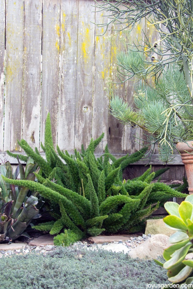 A large Myers Fern or Foxtail Fern growing in a garden against wooden fence