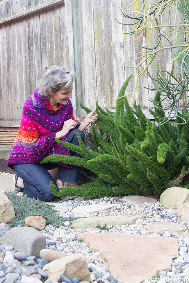 a woman in a bright colored poncho kneels next to a large foxtail fern or myers fern next to a wooden fence