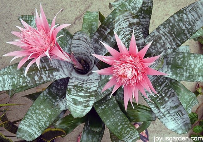 2 aechmea bromeliads with pink flower stalks side by side on the ground