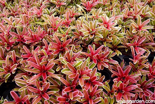 beautiful bromeliads in shades or red, pink & green in a grower's greenhouse