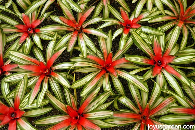 rows of colorful neoregelia bromeliads with scarlet red centers in a greenhouse