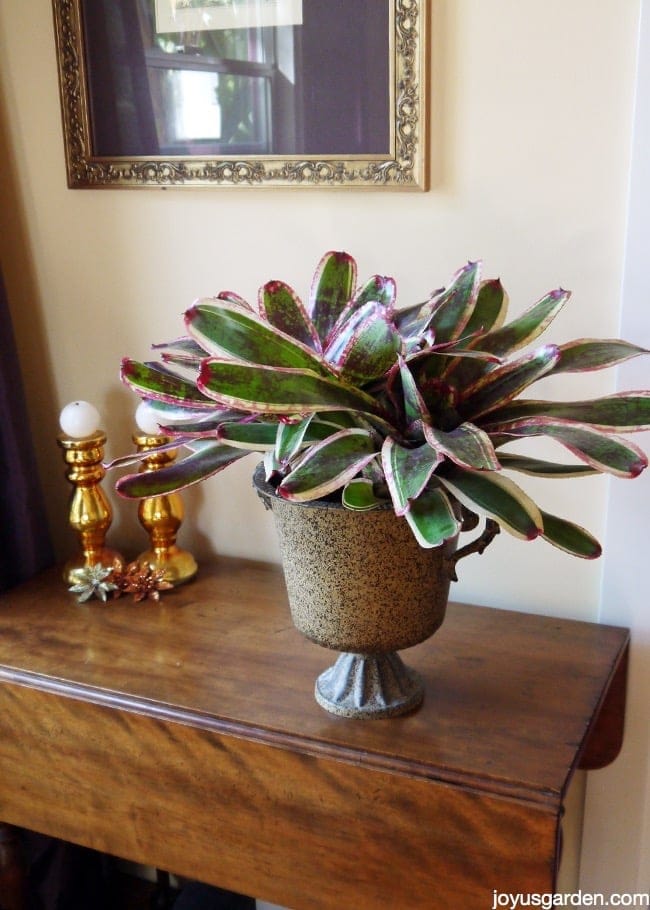 a large, colorful neoregelia bromeliad in a metal urn planter sits on a table next to a window