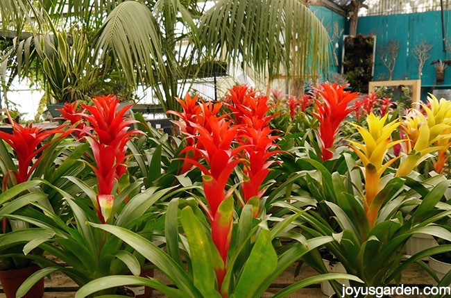 rows of vibrant red, yellow & hot pink guzmania bromeliads on a table in a nursery
