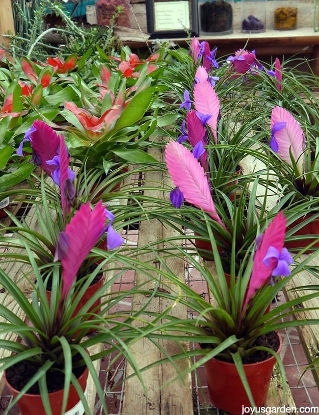 neoregelia & pink quill plant bromeliads sit on a table in a nursery