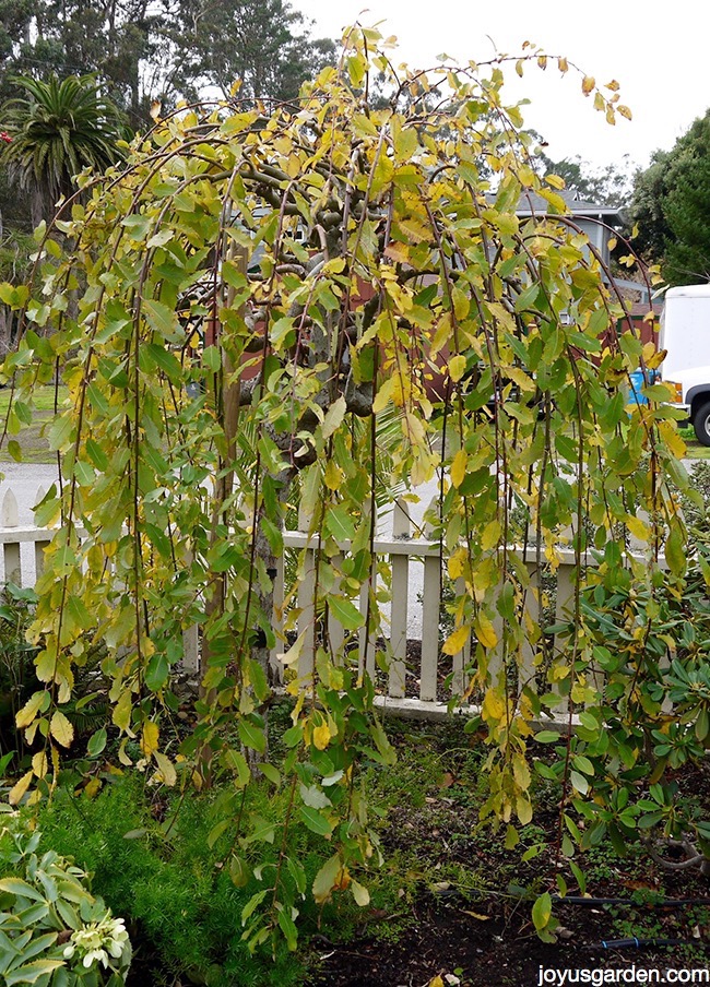 a weeping pussy willow tree growing in a garden in early fall as its leaves are turning yellow