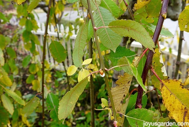 close up of a weeping pussy willow tree with catkins forming