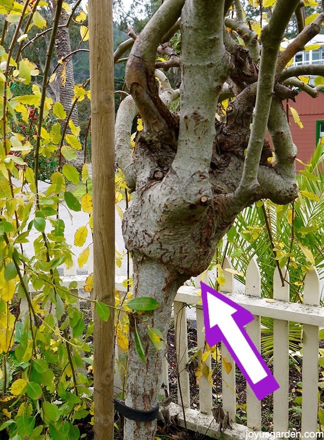 close up of the graft on a weeping pussy willow tree