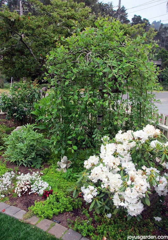 Weeping Pussy Willow: Salix Caprea Pendula Care