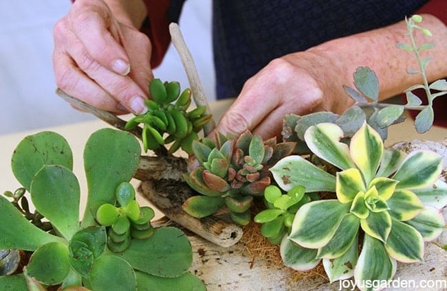 Succulent driftwood arrangements