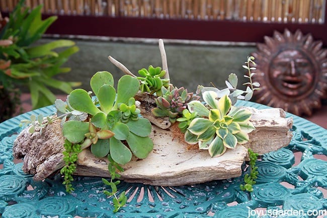 3 Ways To Attach Succulents To Driftwood To Get Them To Grow