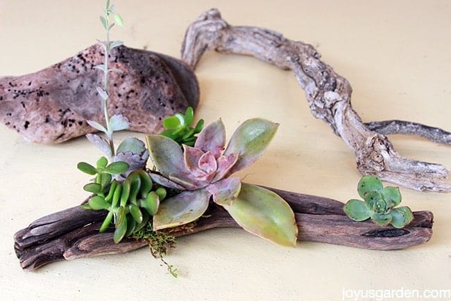 succulent air plant driftwood arrangements