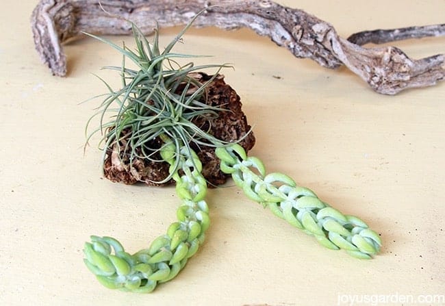 succulent air plant driftwood arrangements