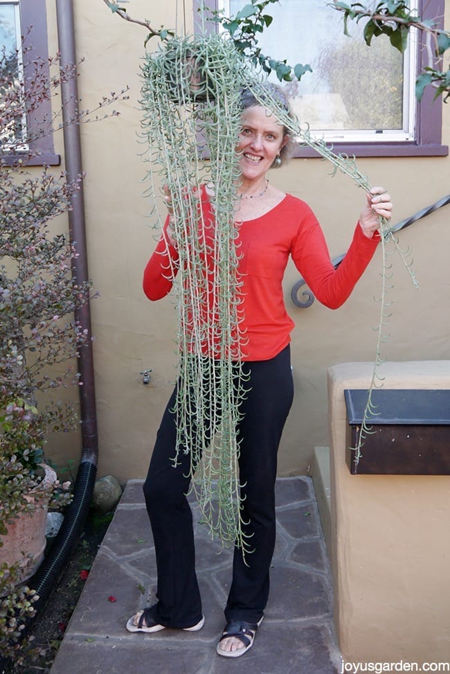 fishhook succulents for sale