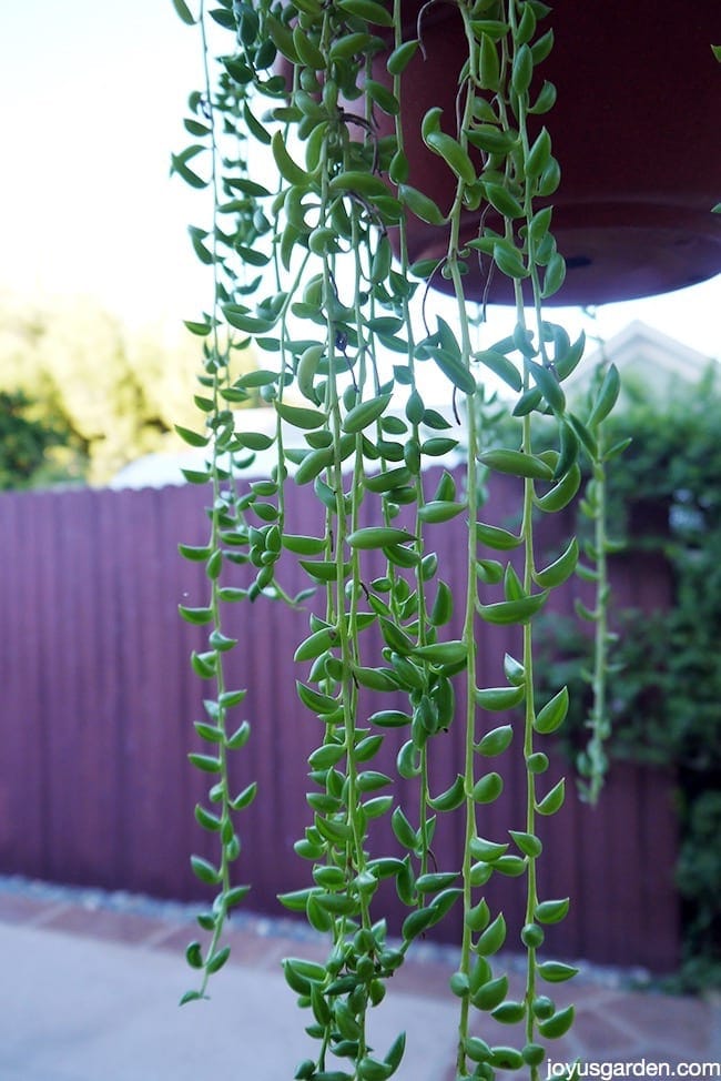 Fishhooks Senecio: An Easy-Care Trailing Succulent