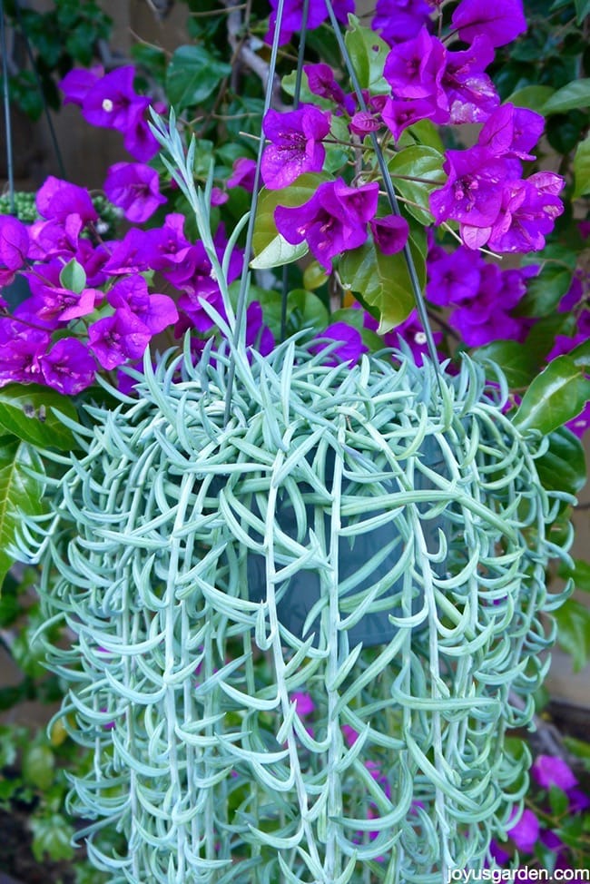 Fishhooks Senecio: An Easy-Care Trailing Succulent