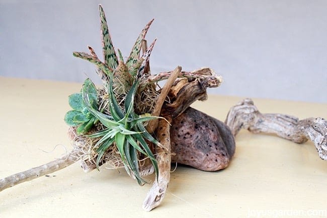 Easy DIY Succulent, Air Plant and Driftwood Arrangements