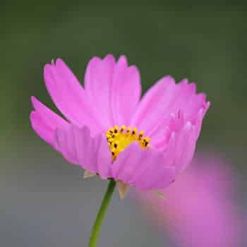 cosmos-flower-433424