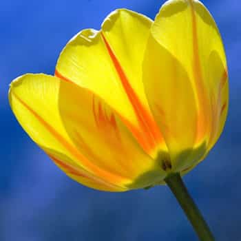 yellow tulip Best Flowers for Cutting 