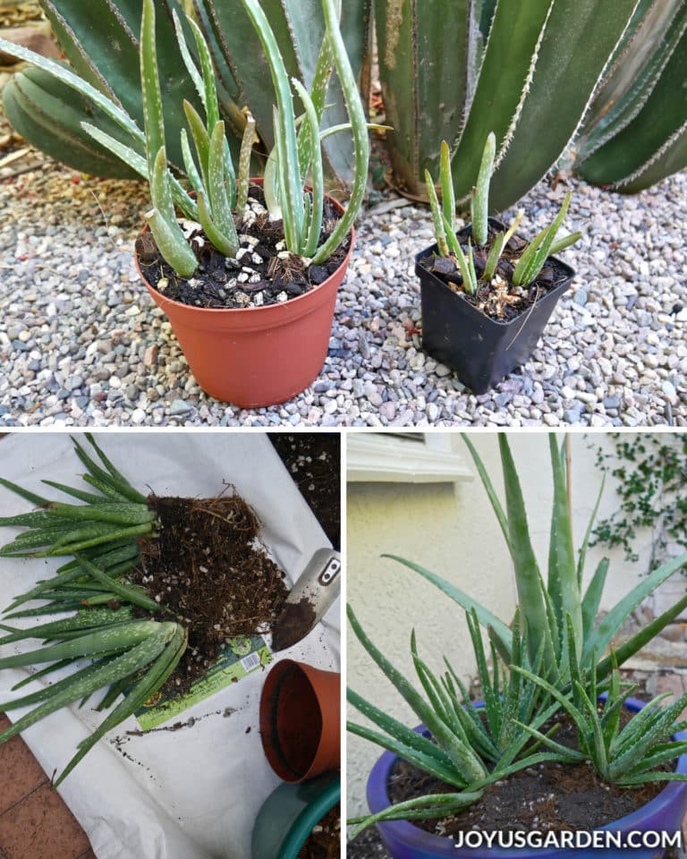 How to Care for an Aloe Vera Plant Joy Us Garden