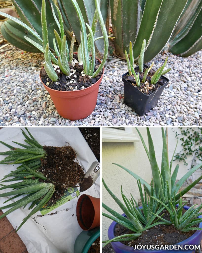 a collage consisting of three photos of aloe vera plants and their babies