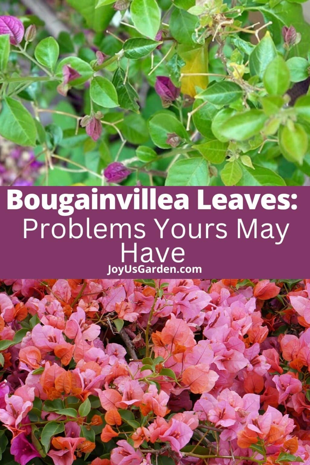 What Causes Yellow Leaves On Bougainvillea at Joe Cunningham blog