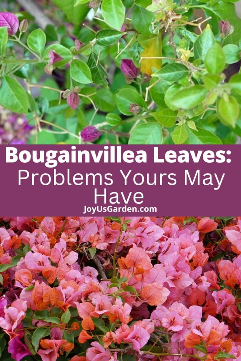 Bougainvillea Leaves Problems Yours May Have + Causes