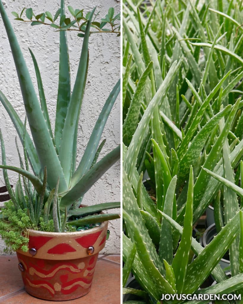 a collage consisting of 2 photos of aloe vera plants