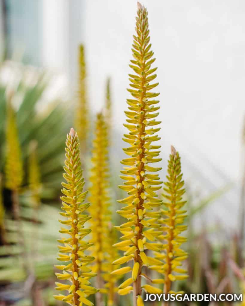 close up of the tall yellow flower spikes of an aloe vera plant 