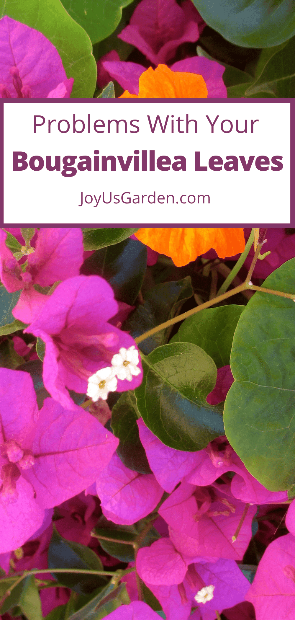 Bougainvillea Leaves Problems Yours May Have + Causes