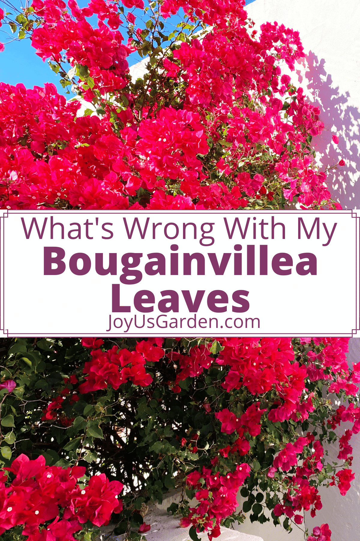 Bougainvillea Leaves Problems Yours May Have + Causes
